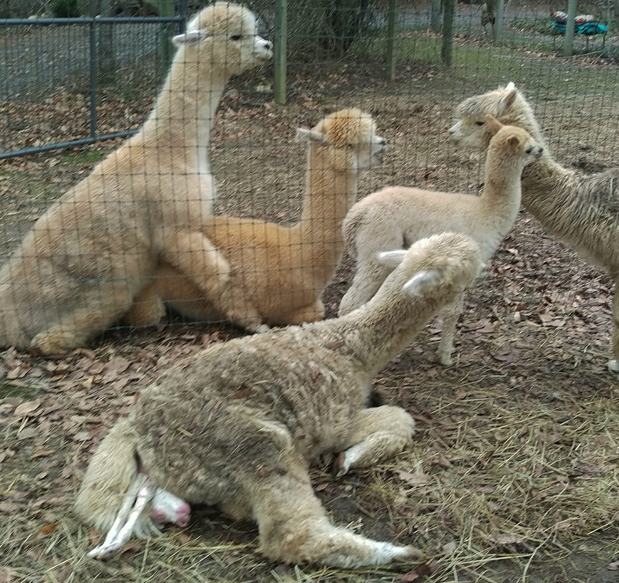 Birthing a cria (baby alpaca) and breeding a dam to herdsire