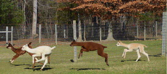 Cria running and playing
